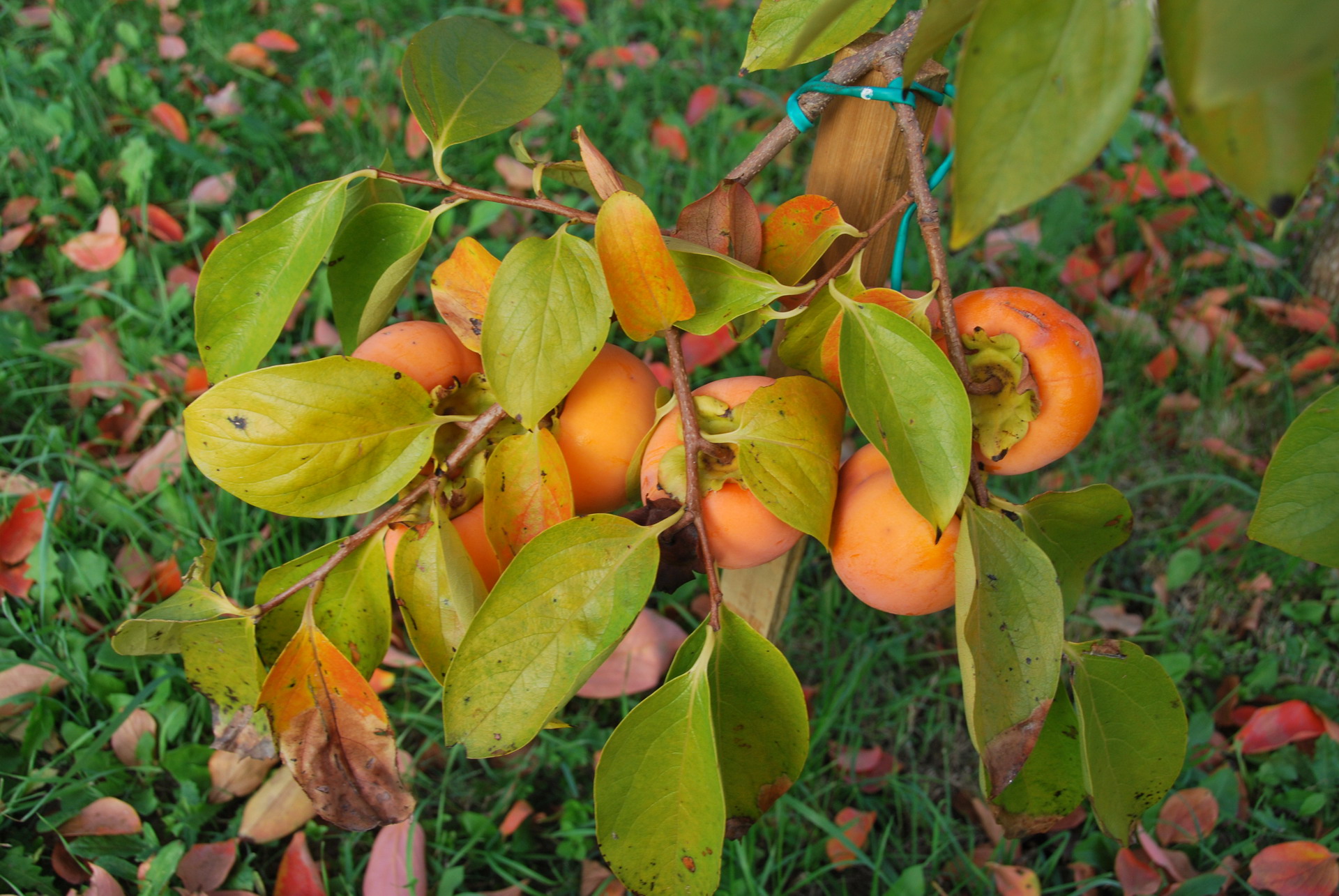 Apartmajska hiša Žerovnik
